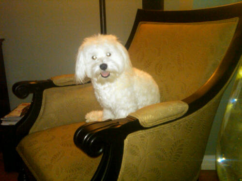 Hudson on a chair