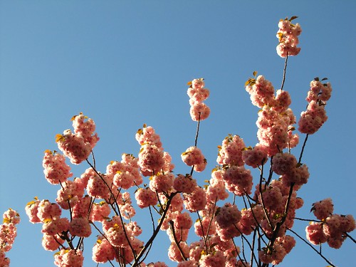 Cherry Blossoms and Blue Sky 