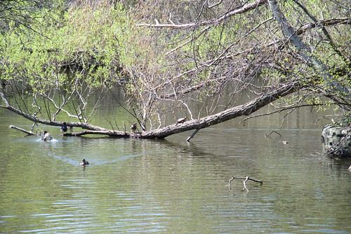 turtle on branch