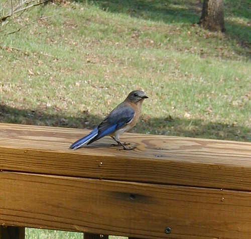 Bluebird at Holliday Lake State Park