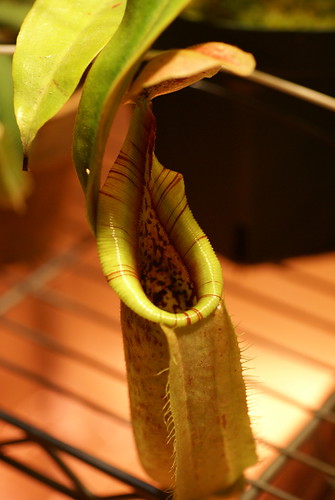 Nepenthes veitchii x rafflesiana