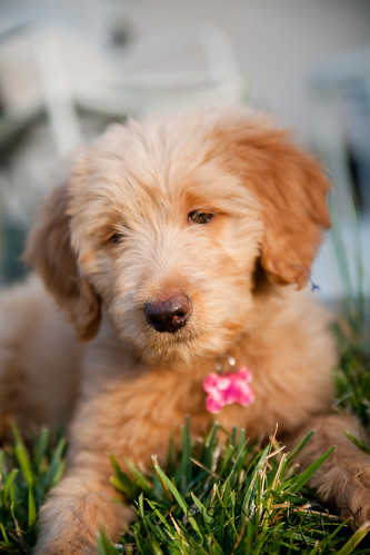 cute goldendoodle puppy. Cute Goldendoodle puppy