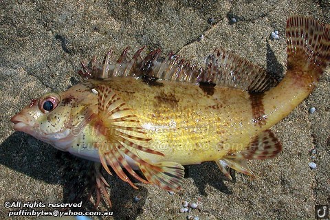 Western Kelpfish - Chironemus georgianus