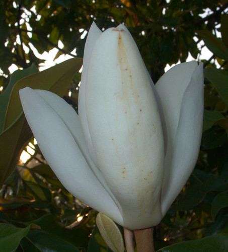 Magnolia Blossom, cropped, May 24, 2010
