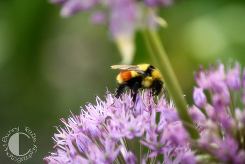 145-big bee
