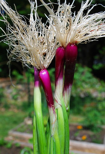 Red of Florence Scallions
