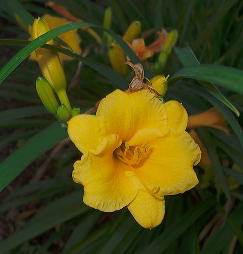 Closeup, Unknown Yellow-flowered Cultivar