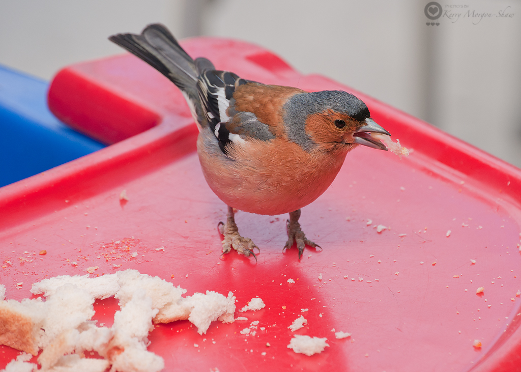 Hungry Chaffinch