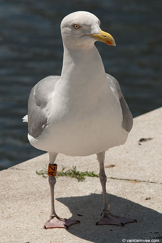 European Herring Gull, adult O[AZ]
