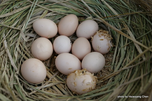 秀明農友自家生產的雞蛋，好像母雞還在孵蛋一般，有人忍心吃下它嗎^^