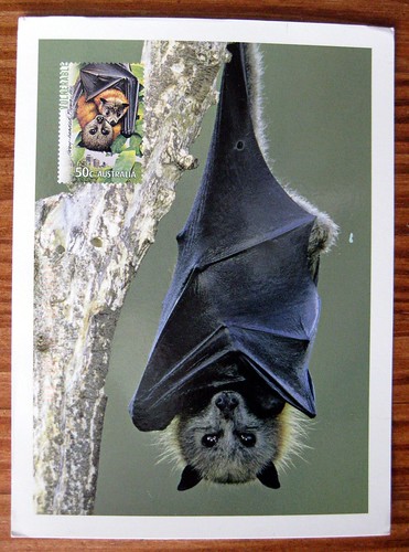 Australian flying fox bat postcard with postage