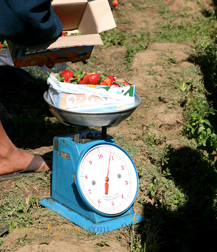 weighing the harvest