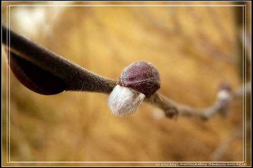 Pussy Willow bud (Salix spp.)