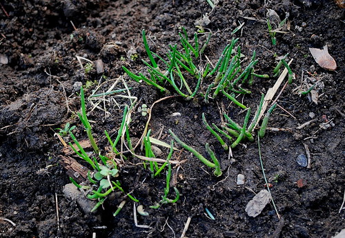 overwintered chives