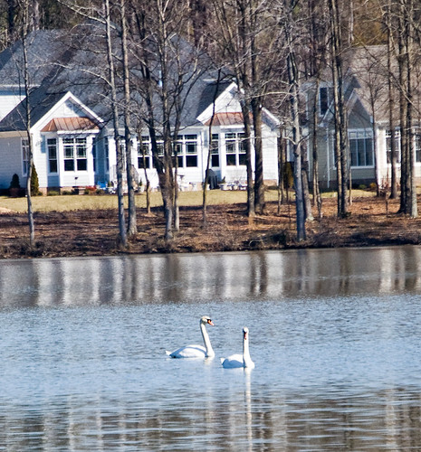 Swans at the Lake