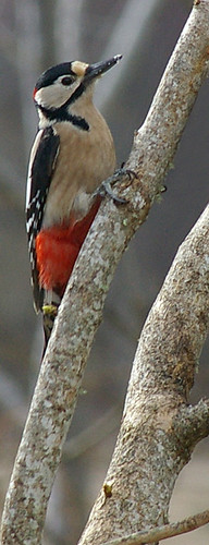 Great Spotted Woodpecker 14