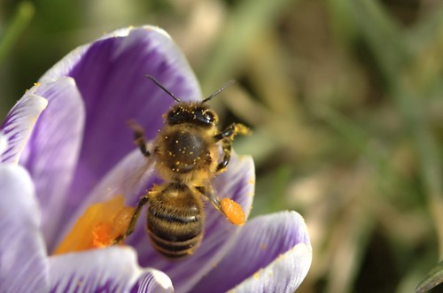 Apis mellifera | Honingbij - Honeybee