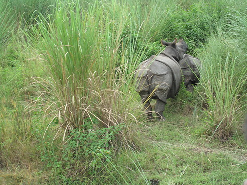 One-horned rhinos spotted in Chitwan, Nepal