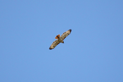 Red-Tailed Hawk Over DC