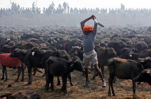 01_Animal-Slaughter-Festival-In-Nepal-008