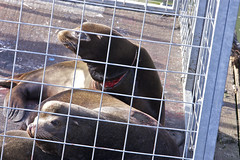 Sea lion injured by entanglement - OSU photo, 2010