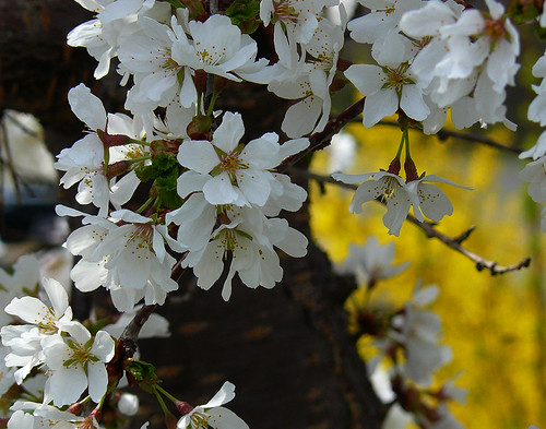 weeping cherry and forsythia