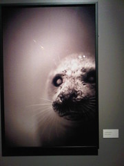 Henry Horenstein - Harbor Seal
