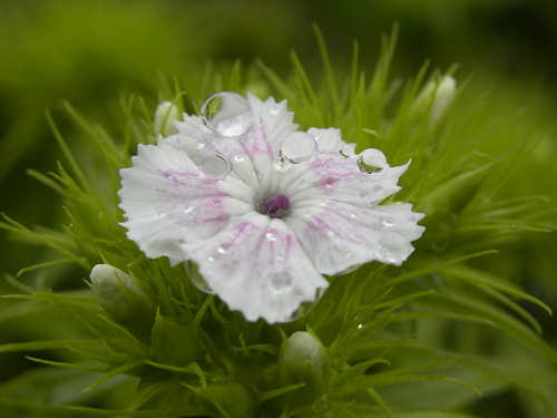 フリー写真素材|花・植物|ナデシコ科|ビジョナデシコ|雫・水滴|白色の花|