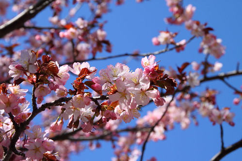 桜 - The cherry blossom.