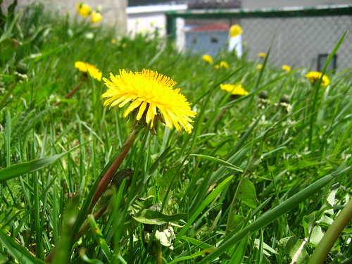 first dandelions of spring