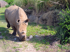 white rhino at animal kingdom