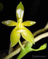 Phalaenopsis cornu-cervi f.flava