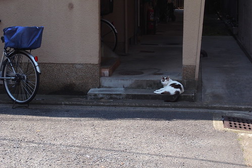 Today's Cat@2010-06-05