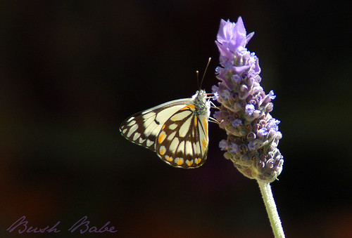lavendar butterfly BB