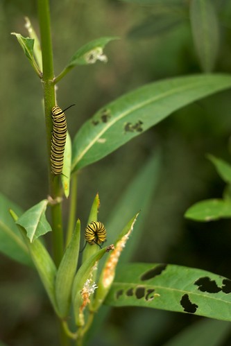 Two monarch caterpillars chomping on milkweed leaves