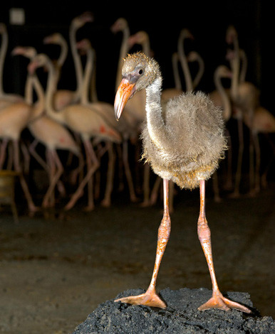 an awkward, spiky grey baby flamingo stands in the foreground, adults in the background