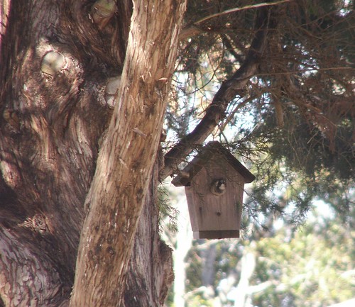 Bird Box with Occupant