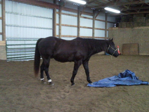 My pregnant gelding checks out the tarp