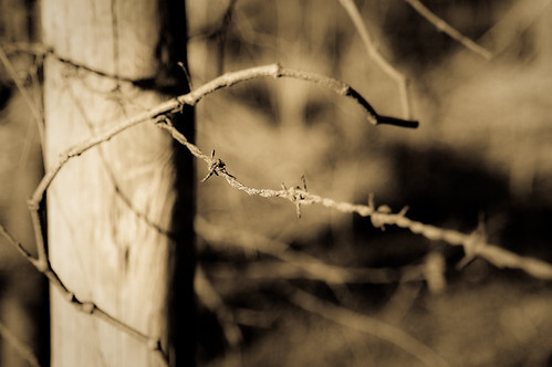 Barbed Wire and Vines (antiqued)