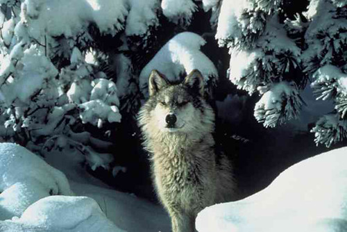 wolf-snow