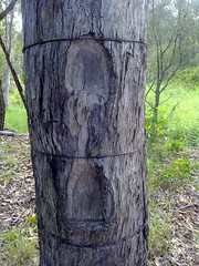 Survey Tree