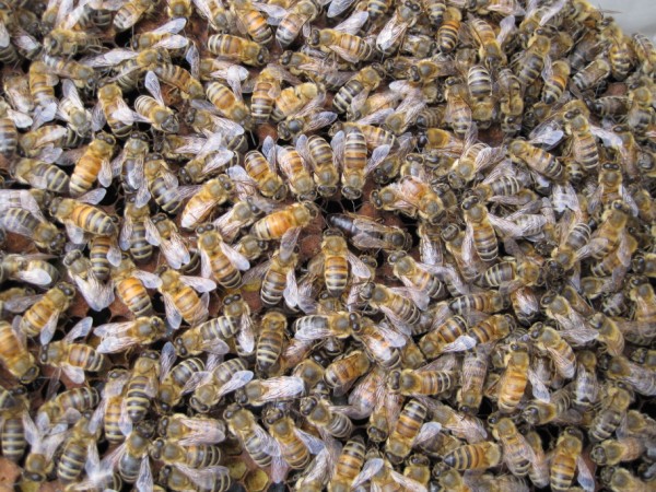 beekeeping 051 (600 x 450)