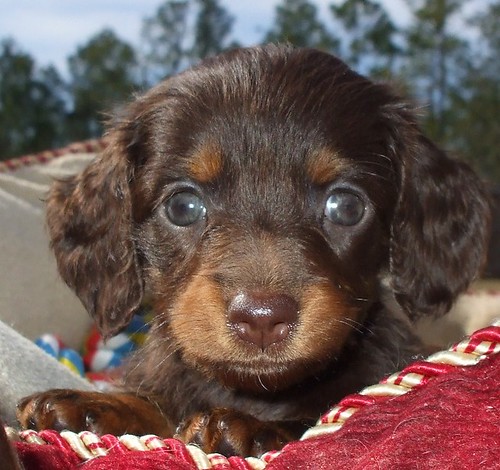cream long haired dachshund puppies. Long coat haired miniature