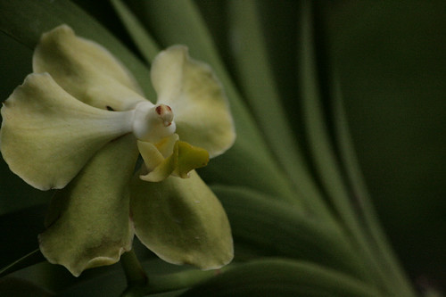 Subtle Orchid
