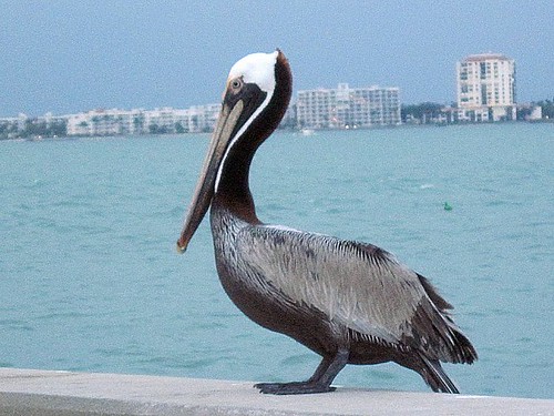 Pass-a-Grille Pelican