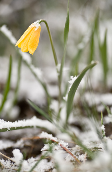 Spring wildflowers in an April snow