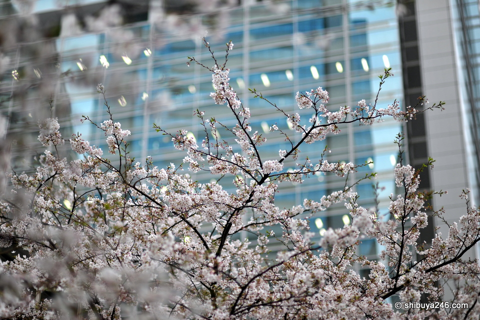 The sakura looked really cold out in the rain, with the Sony HQ building here as a backdrop.
