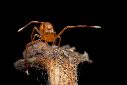 tiny Ant-Mimic Crab spider