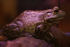 Bullfrog in profile