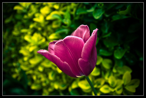 Tulipanes-3